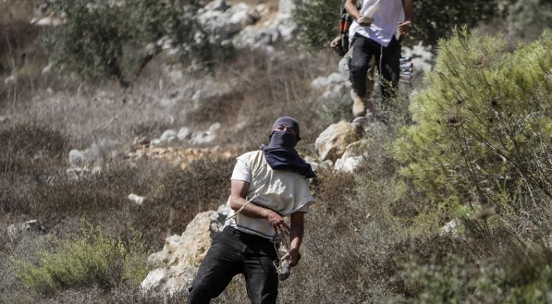 مستوطنون يهاجمون قاطفي الزيتون في رام الله ونابلس