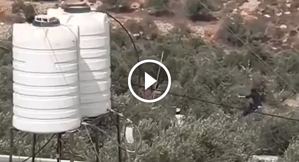 مصادر فلسطينية: مئات المستوطنين يهاجمون قاطفي الزيتون في رام الله ونابلس ويسرقون الثمار
