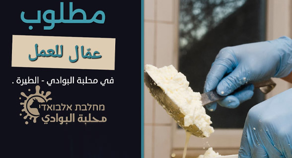 مطلوب عمّال للعمل في محلبة البوادي - الطيرة