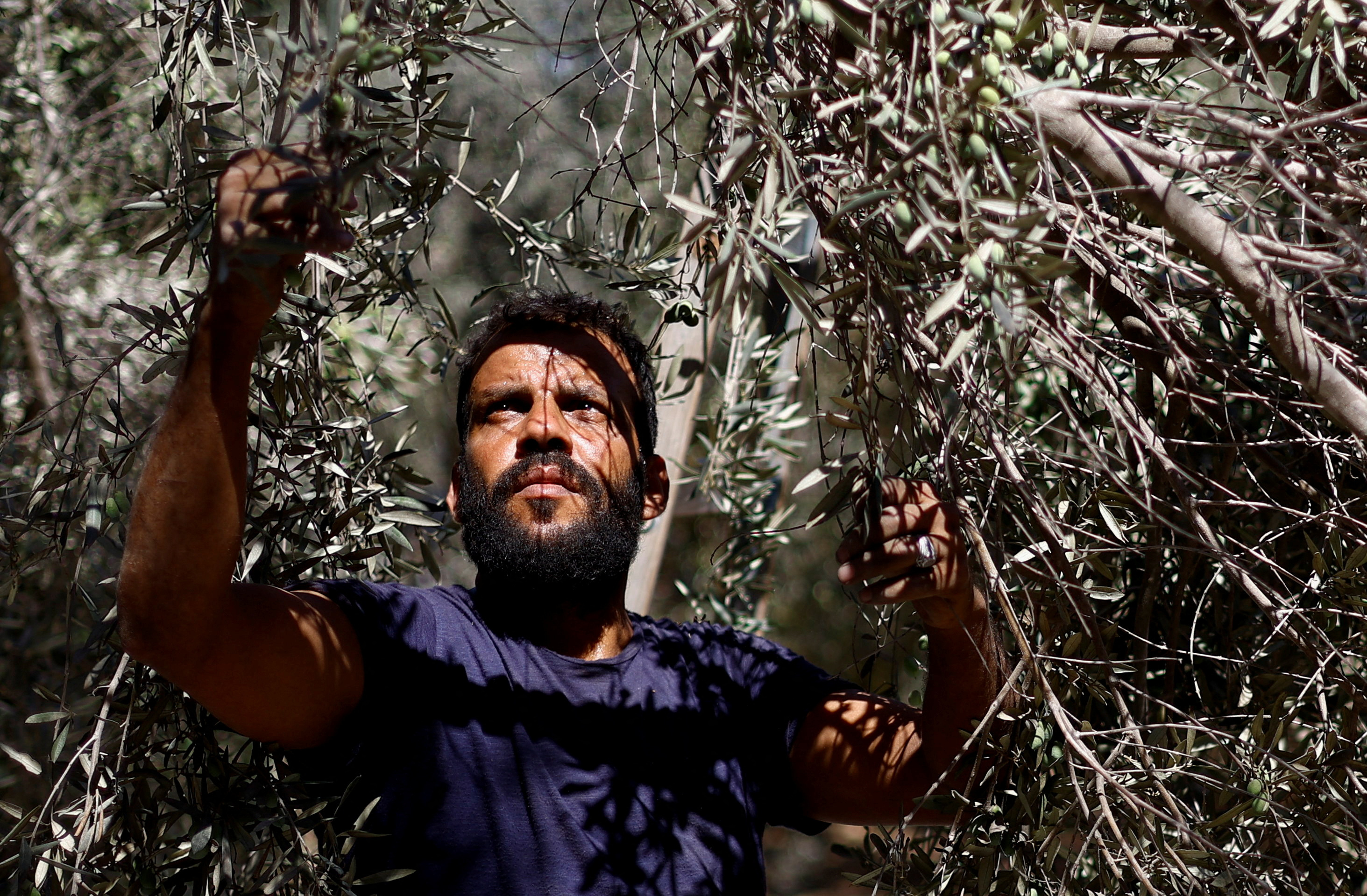 الاحتلال جرف الأراضي وقضم أخرى.. غزيون يحصدون ما تبقى من محصول الزيتون